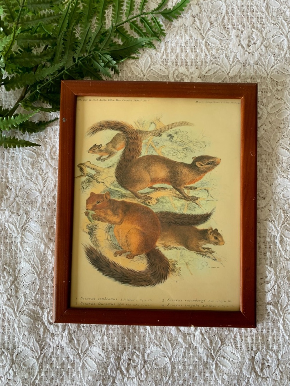 Vintage Wood Framed Squirrel Decor 8x10